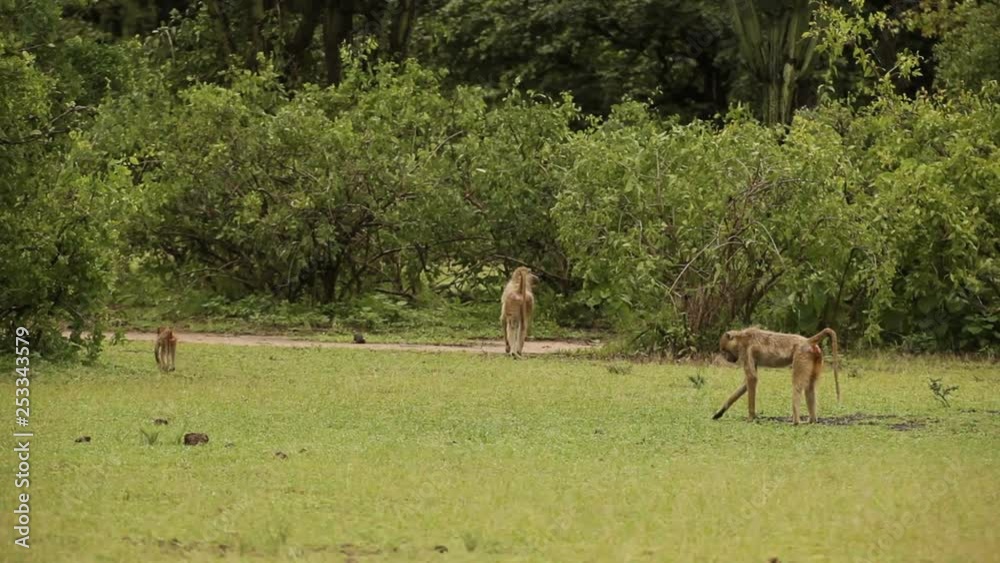 Malawi wild Vervet monkey baboon family Malawi wild Vervet monkey baboon family