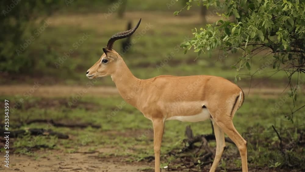 Malawi wild Impala deer tilt from bush Malawi wild Impala deer tilt from bush
