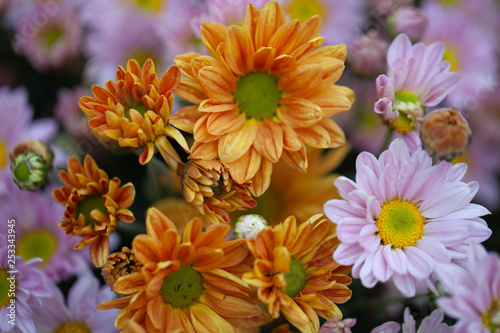 Colorful flowers chrysanthemum made with gradient for background Abstract texture Soft and Blurred style.postcard.