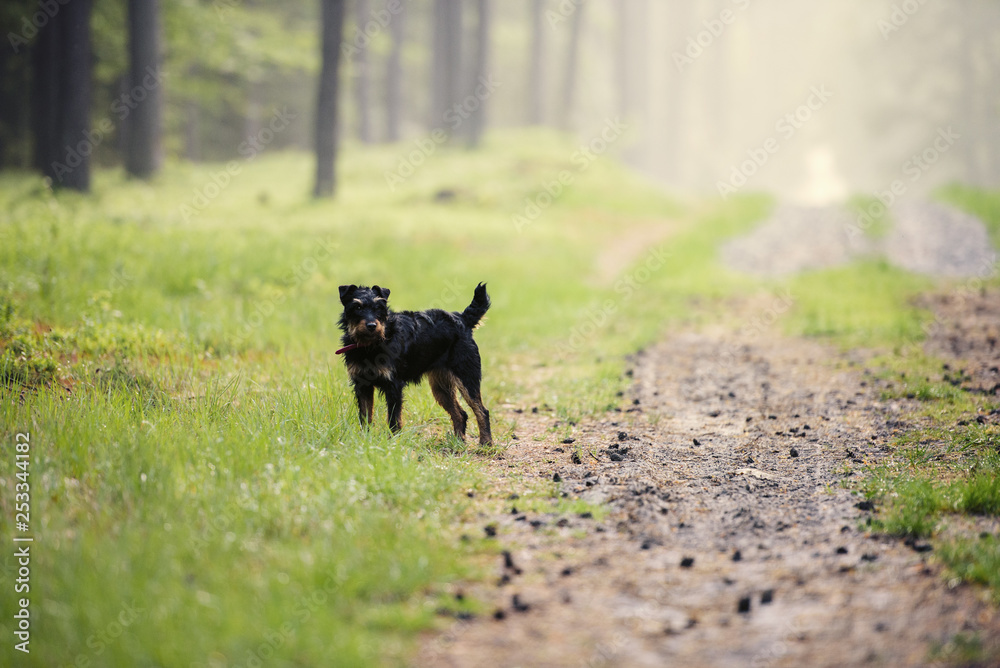 German Hunting Terrier (Jagdterrier) in the summer forest, green grass. German Hunting Terrier (Jagdterrier) in the summer forest, green grass.