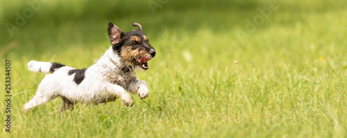 Photography Fast Jack Russell Terrier dog is running sideways over a green meadow in spring