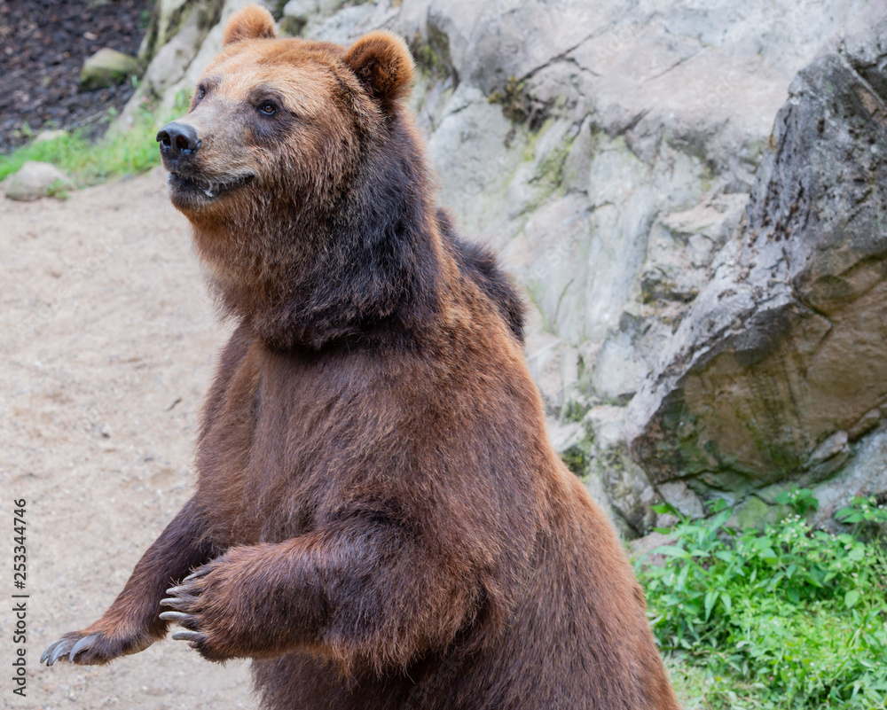 Obraz premium europäischer Braunbär in der freien Natur und in der Nahaufnahme