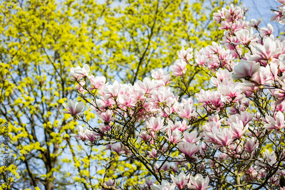 Frühling Magnolien Frühling Magnolien