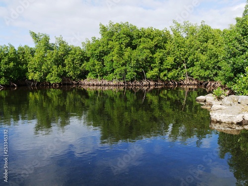 Mangrove de Petit Canal en Guadeloupe aux Antilles françaises