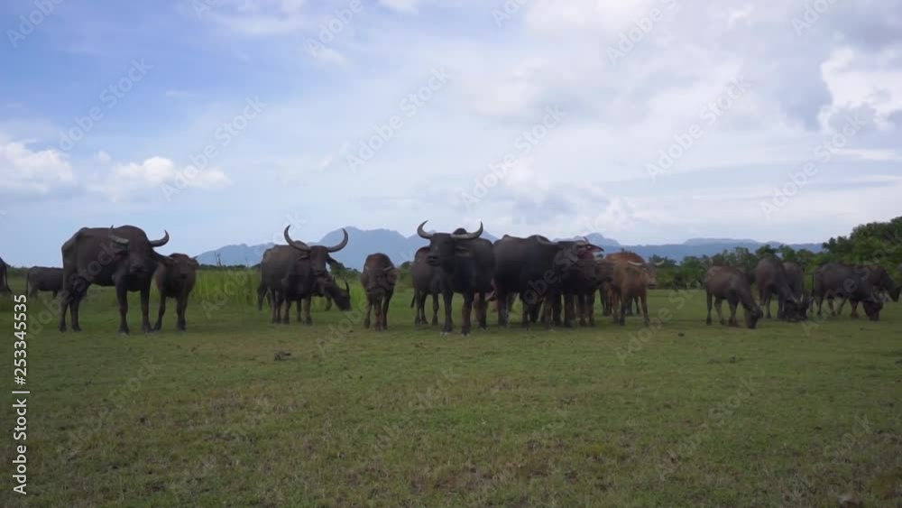 A heard of water buffalo in the field. A heard of water buffalo in the field.