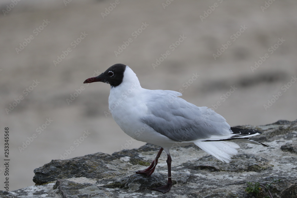 Mouette mélanocéphale Mouette mélanocéphale
