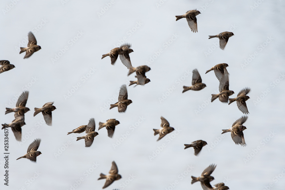 Rosefinches in the flight.