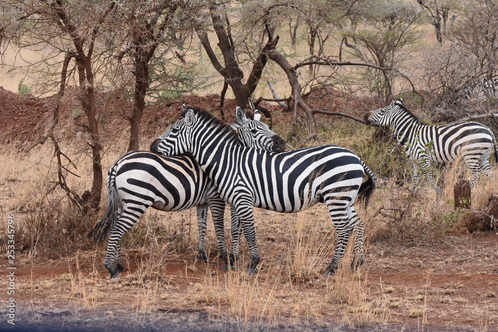 Plains zebra in Serengeti National Park, Tanzania Plains zebra in Serengeti National Park, Tanzania