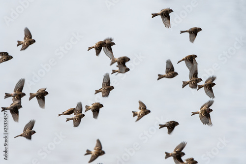 Rosefinches in the flight. © Janis Smits