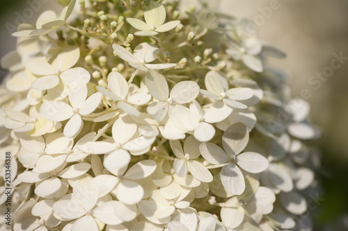 close-up of the blossoms of a white hydrangea