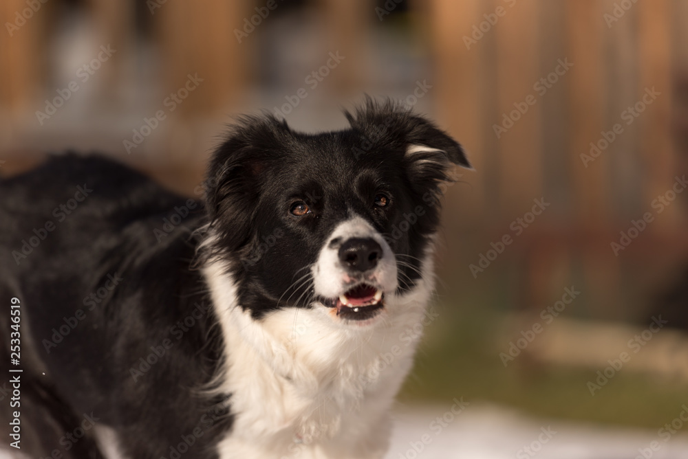 Obedient Border collie dog. Head Portrait