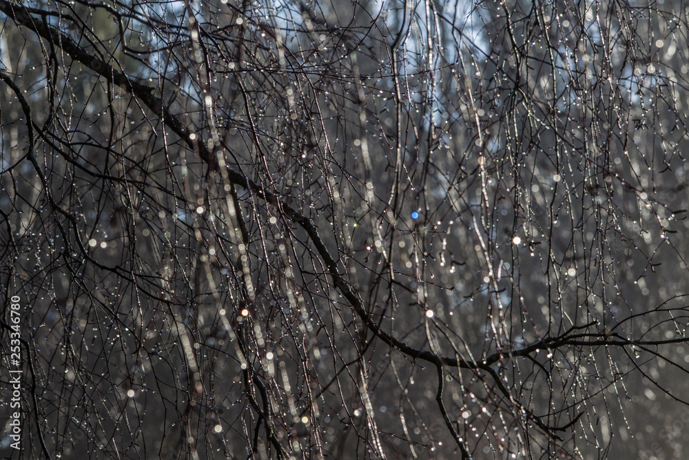 Drops twinkle on branches in the sunlight Drops twinkle on branches in the sunlight