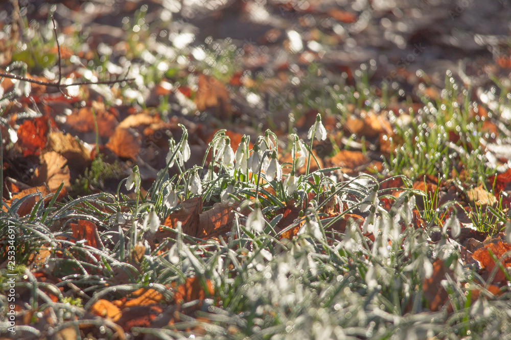 Snowdrops grow between foliage in the forest Snowdrops grow between foliage in the forest