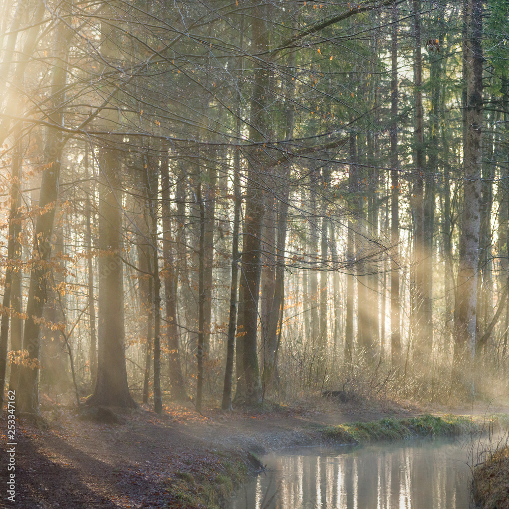 Obraz premium Fog rises on a sunny winter morning from a creek on the forest road