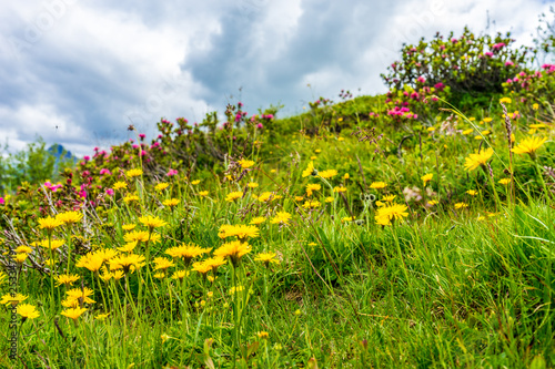 Alpe di Siusi, Seiser Alm with Sassolungo Langkofel Dolomite, a yellow flower in a field