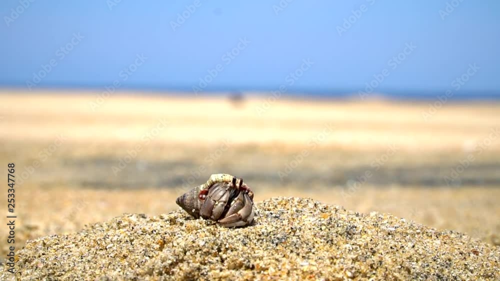 Hermit crab coming out of shell on beach. Ocean and sky in background. Hermit crab coming out of shell on beach. Ocean and sky in background.