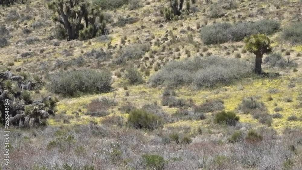Fields of yellow wild flowers growing near many Joshua Trees Fields of yellow wild flowers growing near many Joshua Trees