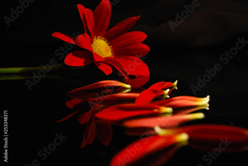 Close up of a red daisy with petals in front on a black background