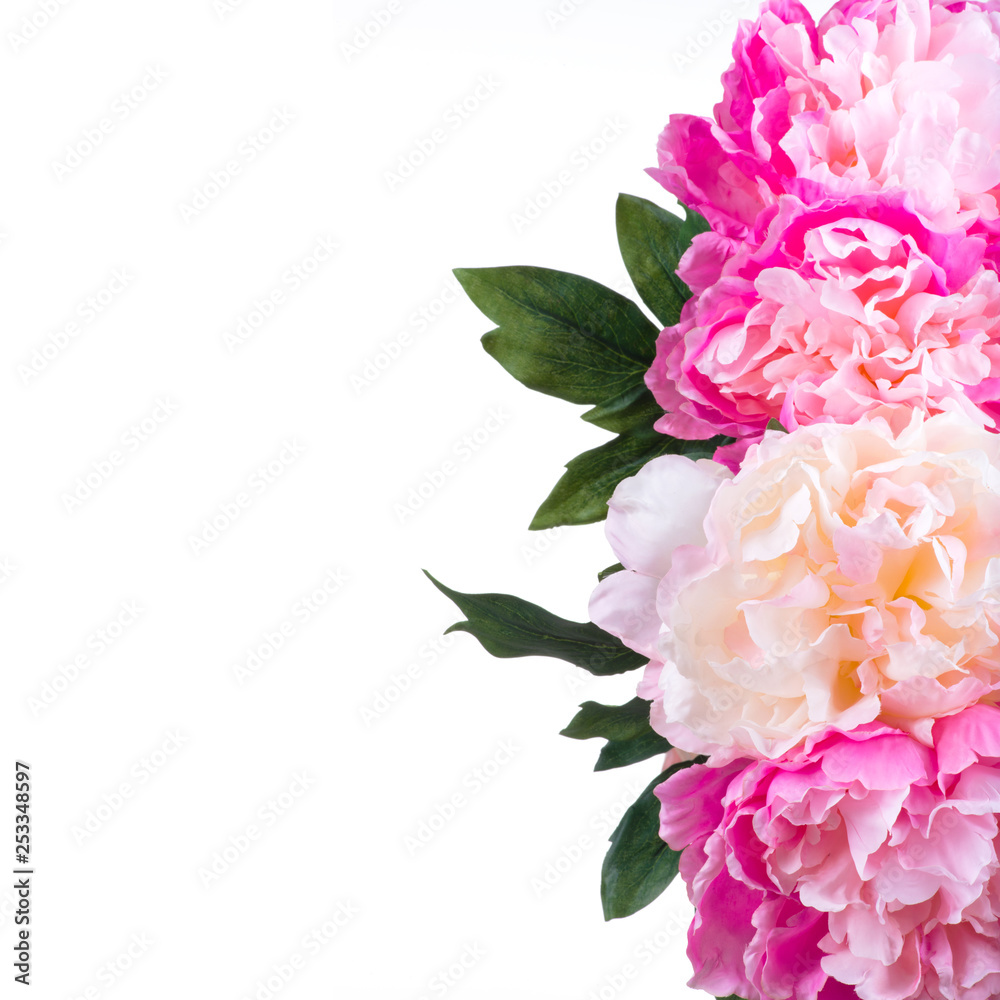 Top view of beautiful pink flowers with large buds. Beautiful red and white spring flowers. Summer flower with big petals. 