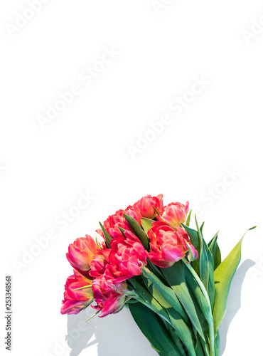Red tulips flowers isolated on white background