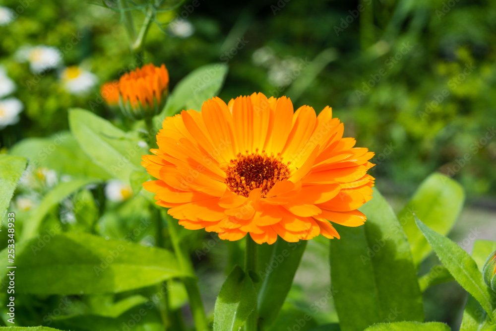 yellow calendula macro summer in a garden yellow calendula macro summer in a garden