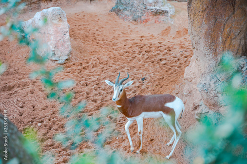 The blesbok or blesbuck (Damaliscus pygargus phillipsi) is an antelope endemic to South Africa photo