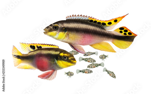 Breed Pulcher kribensis with swarm fry fish cichlid Aquarium fish Pelvicachromis pulcher