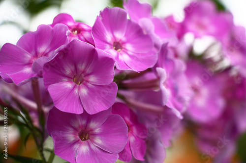 Fototapeta Naklejka Na Ścianę i Meble -  Flowers of a phlox with motley petals in white and violet tones on a light background.