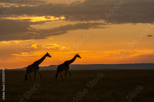 Two giraffes walking in the plains of Africa with a beautiful sunset in the background inside Masai Mara National Park during a wildlife safari © Chaithanya