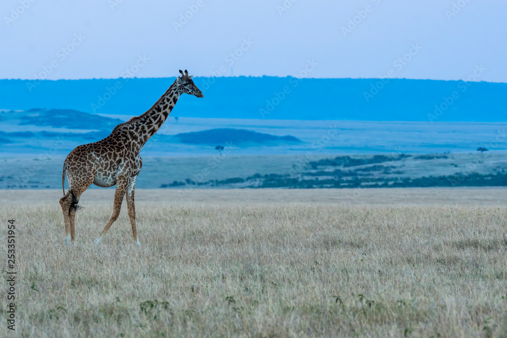 Obraz premium A giraffe walking in the plains of Africa during the blue hour of the day inside Masai Mara National Park during a wildlife safari