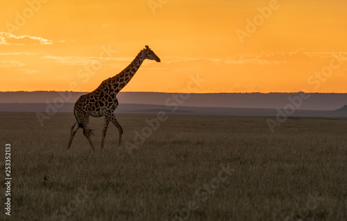 A giraffe walking in the plains of Africa with a beautiful sunset in the background inside Masai Mara National Park during a wildlife safari