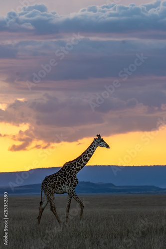 A giraffe walking in the plains of Africa with a beautiful sunset in the background inside Masai Mara National Park during a wildlife safari © Chaithanya