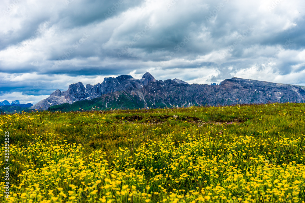 Alpe di Siusi, Seiser Alm with Sassolungo Langkofel Dolomite, a flower in a field with a mountain in the background Alpe di Siusi, Seiser Alm with Sassolungo Langkofel Dolomite, a flower in a field with a mountain in the background