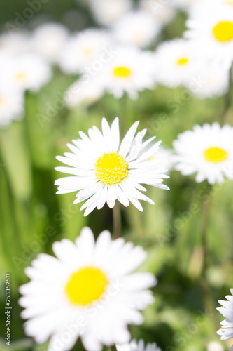 Daisies symbolize innocence and purity. the daisy is Freya's sacred flower. Freya is the goddess of love, beauty, and fertility, and as such the daisy came by symbolize childbirth. 