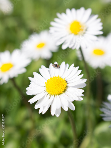 Daisies symbolize innocence and purity. the daisy is Freya s sacred flower. Freya is the goddess of love  beauty  and fertility  and as such the daisy came by symbolize childbirth.  