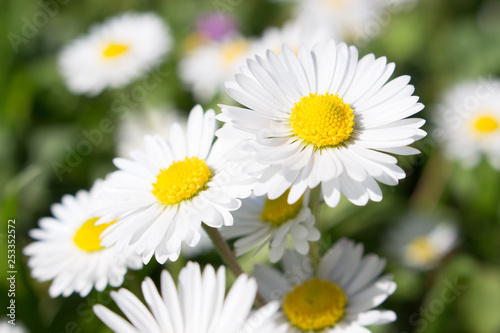 Fototapeta Naklejka Na Ścianę i Meble -  Daisies symbolize innocence and purity. the daisy is Freya's sacred flower. Freya is the goddess of love, beauty, and fertility, and as such the daisy came by symbolize childbirth.  