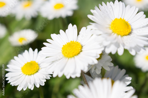 Daisies symbolize innocence and purity. the daisy is Freya s sacred flower. Freya is the goddess of love  beauty  and fertility  and as such the daisy came by symbolize childbirth.  