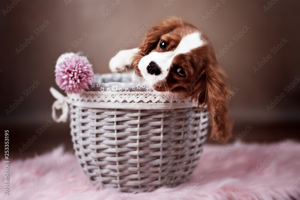 Cavalier King Charles Welpe im Korb mit Blumen - Frühling