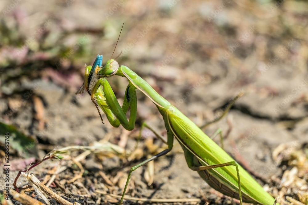 Green common mantis (mantis religious) eating prey. Mantis insect in the wild. Green common mantis (mantis religious) eating prey. Mantis insect in the wild.