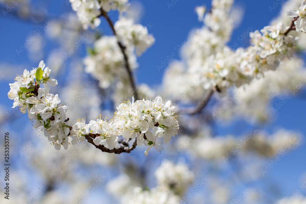 Cherry blossoms in spring