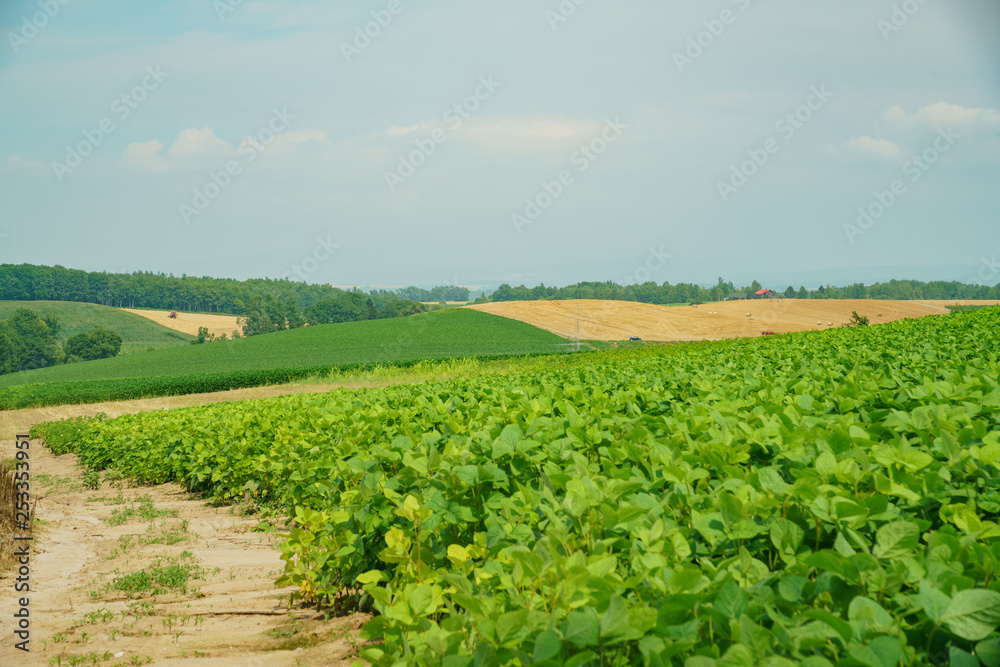 Nature landscape with blue sky and vegetable farm