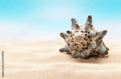 Sea seashell on beach in sand. Beach holiday, summertime background. Colour living coral.