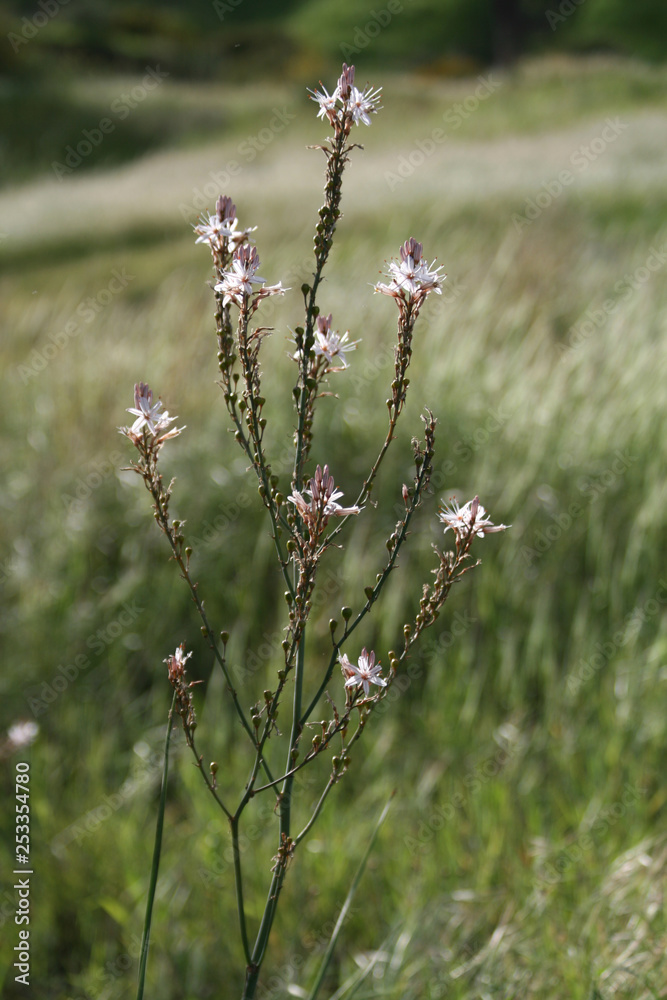 Spring wildflowers in the field