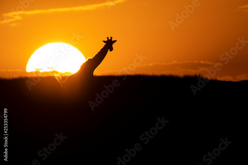 Fototapeta Naklejka Na Ścianę i Meble -  A silhouette of the giraffe walking in the plains of Africa with the setting sun in the background inside Masai Mara National Park during a wildlife safari