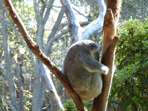 Koala in a tree