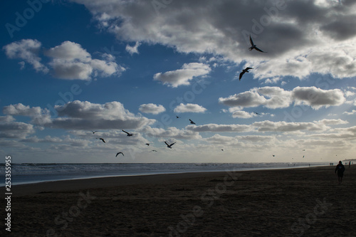 Gaviotas necochenses