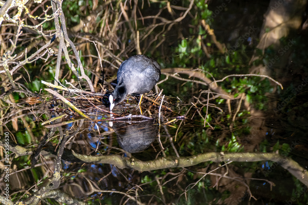 Eurasian coot (Fulica atra) building drinking from clear still river water with reflection