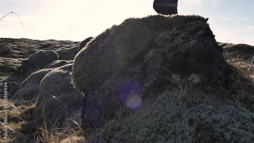 Young Male Traveler Walking in Iceland lava field covered in Moss