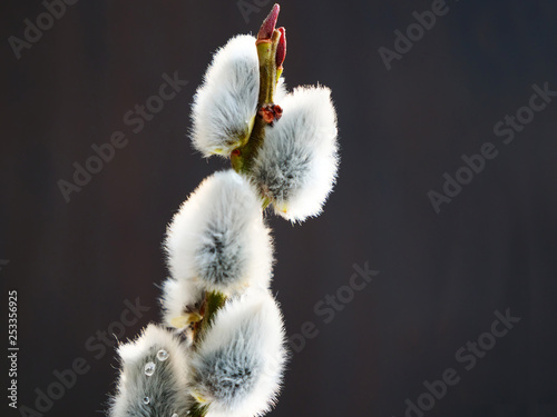 Pussy willow catkins, silver hairy flowers on branches over dark background. Easter concept.