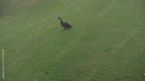 A ducj is running away on the lawn. photo